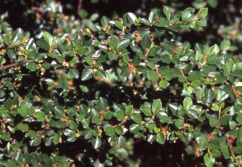Leaves of Spreading Cotoneaster