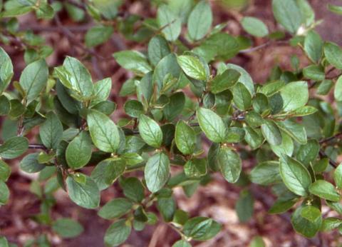 Leaves of Hedge Cotoneaster
