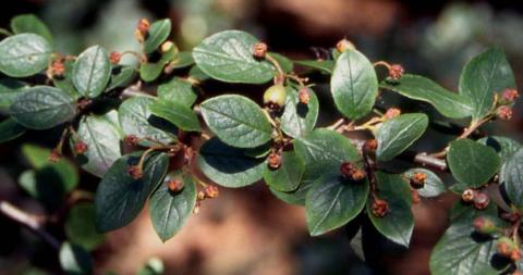 Leaves of Hedge Cotoneaster