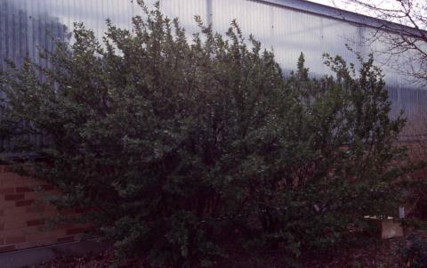 Form of Hedge Cotoneaster