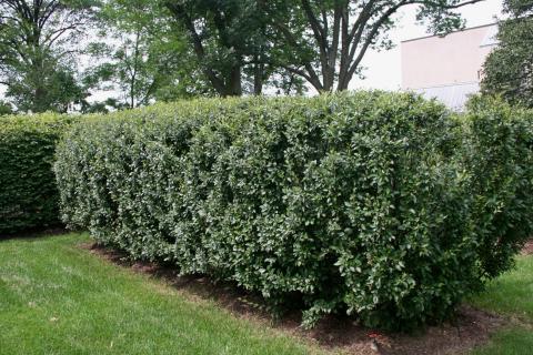 Hedge Cotoneaster used in a hedge