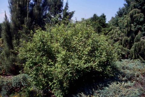 Form of Lemoine Deutzia