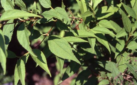 Leaves of Lemoine Deutzia