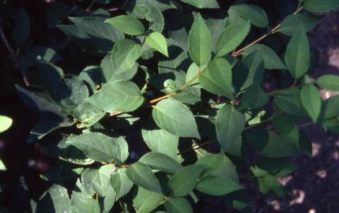 Leaves of Early Forsythia