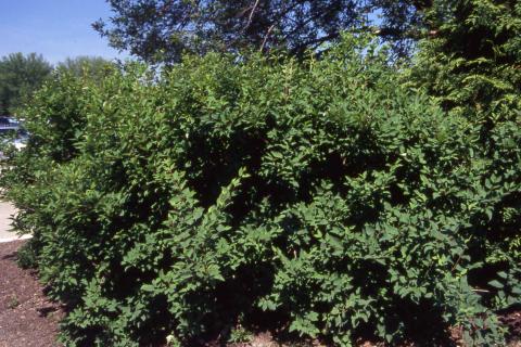 Form of Early Forsythia