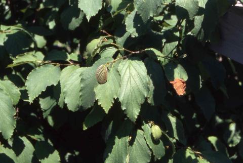 Leaves of Common Witchhazel