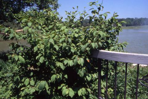 Form of Common Witchhazel