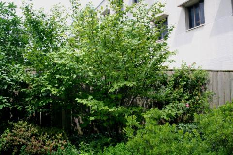 Form of common witchhazel