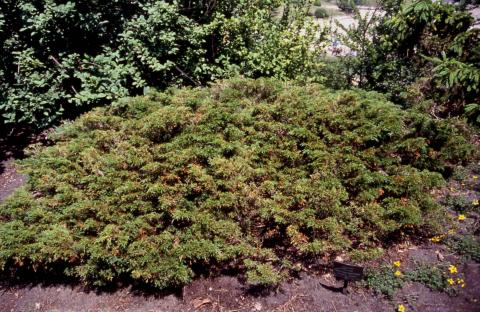 Savin Juniper; the cultivar 'Calgary Carpet'