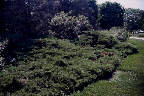 Savin Juniper; cultivar 'Buffalo'