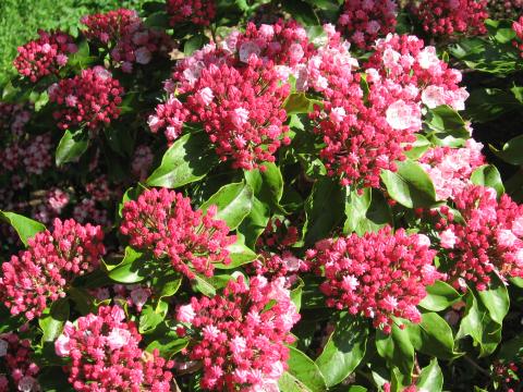 Flowers of Mountain Laurel