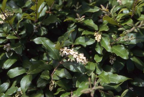 Flowers and leaves of Amur Privet