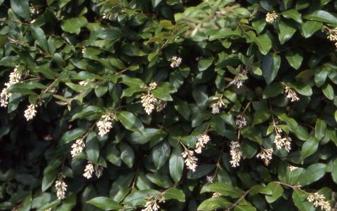 Flowers of Amur Privet