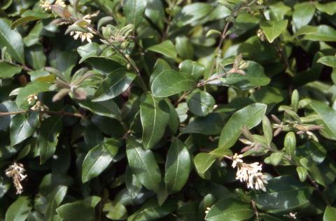 Flowers of Amur Privet