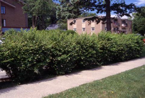 Hedge of Amur Privet