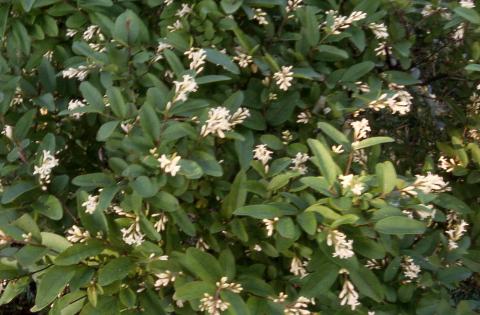 Border Privet flowers and leaves