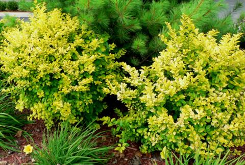 Form of Golden Vicary Privet