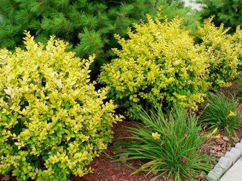 Form of Golden Vicary Privet