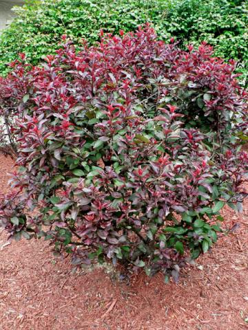 Form of Purple-leaf Sand Cherry