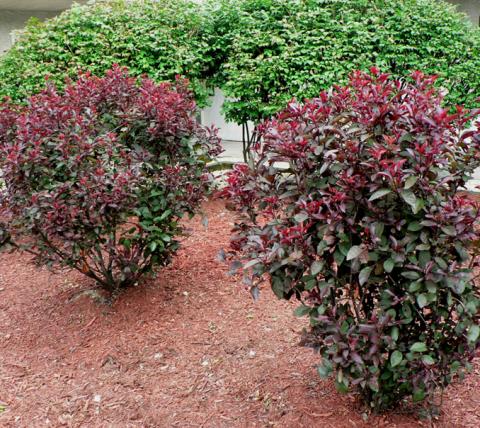 Form of Purple-leaf Sand Cherry