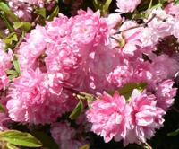 Flowers of Dwarf Flowering Almond