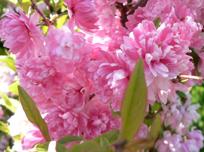Flowers of Dwarf Flowering Almond