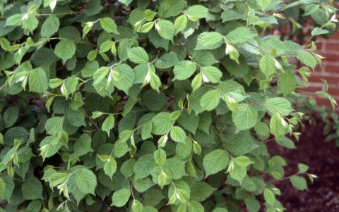 Leaves of Nanking Cherry