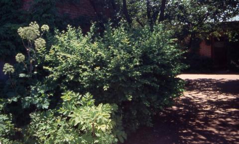 Form of Nanking Cherry