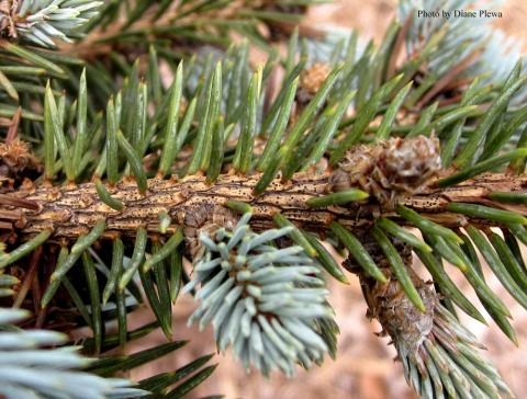 fruiting bodies/spore dtuctures, photo by Diane Plewa