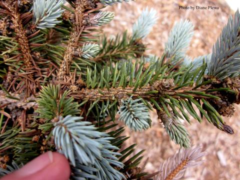 fruiting bodies/spore stuctures, photo by Diane Plewa