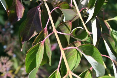 Leaves of silky dogwood