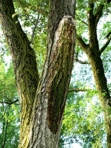 Wetwood symptoms on cut elm stub.
