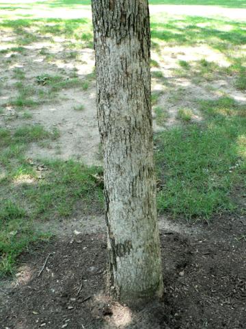 Smooth patch on young oak.
