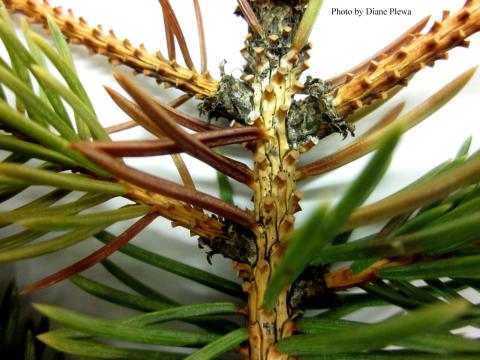 sneed fruiting bodies on twig, photo by Diane Plewa