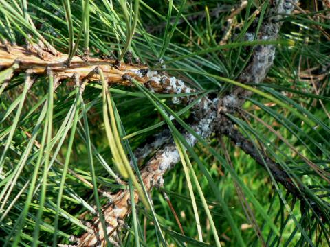 Sphaeropsis tip blight of pine; whitish resin indicates cankered area.