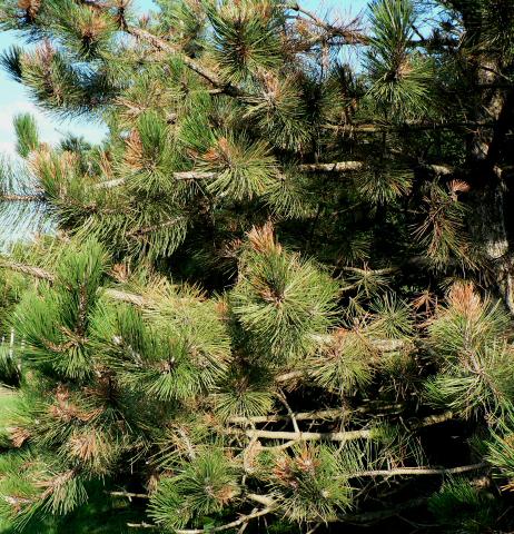 Sphaeropsis tip blight of pine.