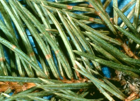 Spruce spider mite stippling on spruce