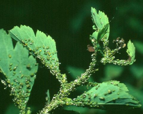 Spirea aphids on spirea. J. Schuster