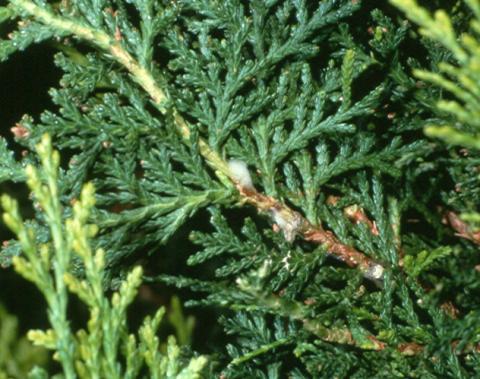 Spittlebug on arborvitae
