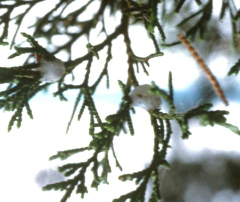 Spittlebug on juniper