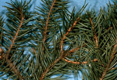 Spruce bud scale
