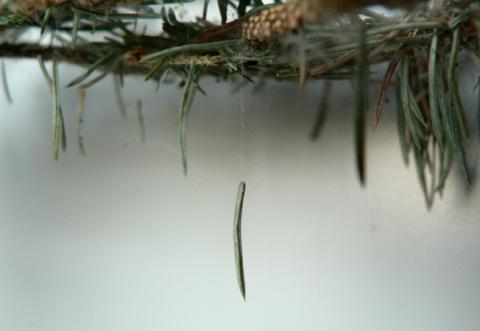 Spruce needles hanging from spider mite silk strand