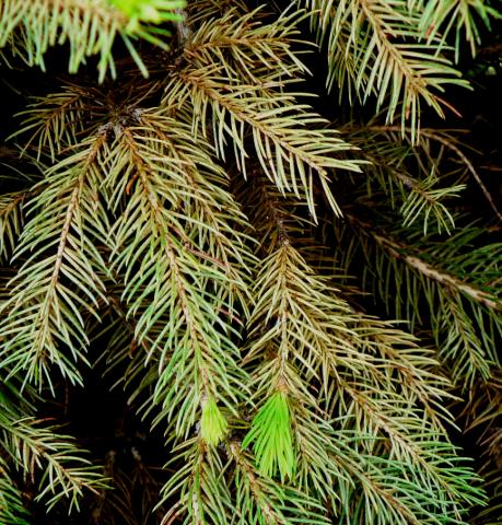 Spruce spider mite damage