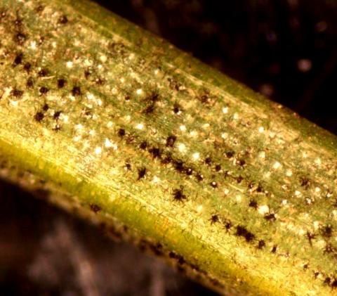stigmina spore structures, photo by Diane Plewa