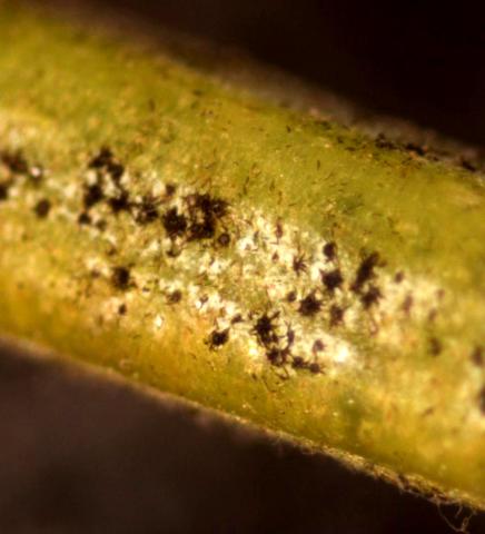 stigmina spore structures, closer view, note fuzzy/spider like structure, photo by Diane Plewa 