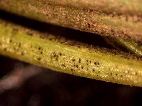 stigmina spore structures, photo by Diane Plewa 