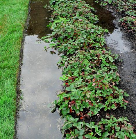 strawberries trying to grow in poorly drained soil