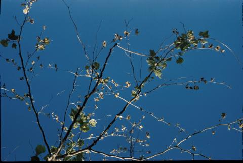 Sycamore anthracnose - effects of repeated twig blight.
