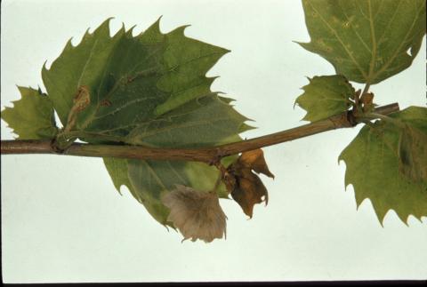 Sycamore anthracnose (shoot blight)
