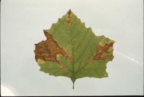 Sycamore anthracnose (leaf blight)